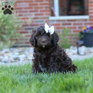 Daisy, Newfypoo Puppy
